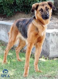 We did not find results for: Elise Id 22649072 2 Year Old Female German Shepherd Blend Central California Spca Fresno Ca