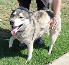 The furriest proposal you've ever seen! Proposal For Riverside County To Become Dog Catcher In San Bernardino Fails 91 9 Kvcr