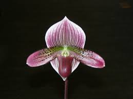 Image result for Paphiopedilum