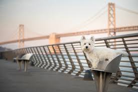 1955 n redwood rd, salt lake city, ut 84116. Paws And Play Studio San Francisco Bay Area Dog Photography