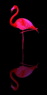 Undefined Lukisan Flamingo Wallpaper Ponsel Flamingo