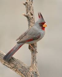 Birds Of The Southwestern Desert Southwestern Desert Cardinal Weird Birds Backyard Birds Beautiful Birds