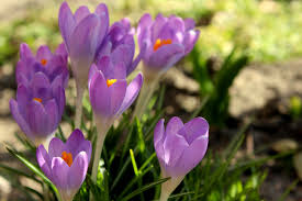 زهور الربيع أجمل 12 نوعا لتزيين حديقتك وشرفتك روزبيديا