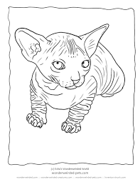You can use our amazing online tool to color and edit the following real cat coloring pages. Realistic Cat Coloring Pages Coloring Home
