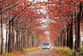 pin by flowers in heart on bombax orchid trees orchid tree tree orchids
