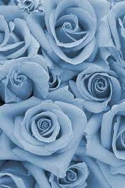 Photo Blue Roses Wallpaper Blue Flower Wallpaper Baby Blue Aesthetic