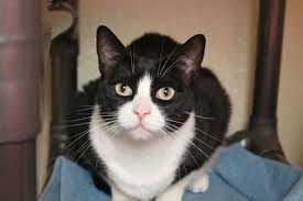 Black And White Tuxedo Cats For Sale Baby Boots A Tuxedo Cat Adoption Siberian Cats For Sale Kitten Adoption