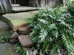 Japanese holly fern does excellent here in salt lake city, utah (zone 7b) and they stay completely evergreen every single year. Holly Fern University Of Florida Institute Of Food And Agricultural Sciences