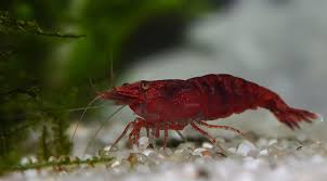 I have them with mine and he is ok; Caresheet Cherry Shrimp Neocaridina Davidi Aquariadise