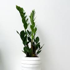 Zimmerpflanzen Die Auch Im Dunklen Bad Gut Gedeihen Fresh Ideen Fur Das Interieur Dekoration Und Landschaft Pflanzen Zimmerpflanzen Ideen Zimmerpflanzen