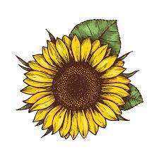 Sunflower Png File Sunflower Drawing Sunflower Illustration Engraving Illustration