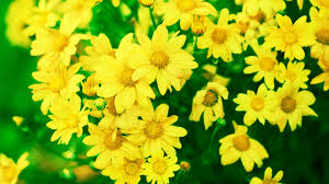 Image result for Chrysanthellum