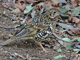 Image result for トラツグミ