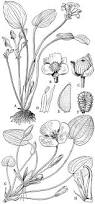 Image result for Limnocharitaceae