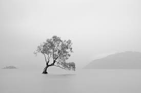 If you're a nature lover you definitely going to like this collection. Six Reasons You Must Use Black White For Landscape Photography Capturelandscapes