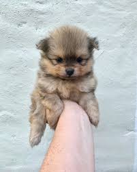 Find the perfect pomeranian puppy at pupclassifieds.com. Toy Pomeranian For Adoption Poms Farm Breeders