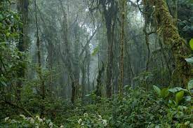 We did not find results for: From Monteverde Monteverde Cloud Forest Reserve Monteverde Costa Rica Gray Line