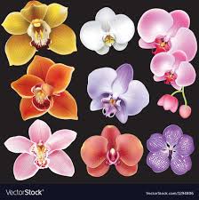 Collection Of Orchid Flower Royalty Free Vector Image Orchids Painting Orchid Drawing Orchid Flower
