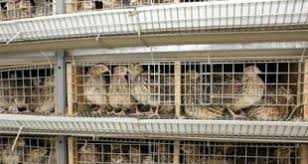 Sebelum membahas lebih jauh tentang cara ternak burung kacer, maka hal yang harus di persiapkan adalah kandang ternak untuk burung kacer, karena ada beberapa pilihan yang bisa dilakukan untuk melakukannya. Ternak Kacer Pelajari 6 Tips Cara Ternak Burung Kacer Ini