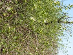 Image result for Maerua nervosa