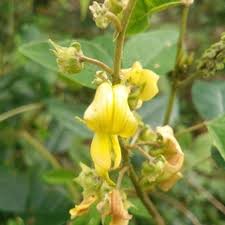 Image result for Crotalaria rhodesiae