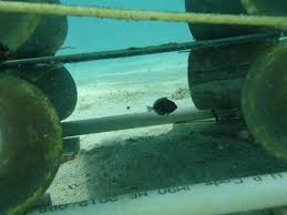 Tropical Marine Ecology 2015: