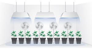 Vamos a exponeros unas cuantas situaciones de poda, y una foto con una explicación, para que sepas por así podremos cultivar unas 16 plantas por m² sin que peleen por el espacio. Planificar Una Habitacion Para Cultivo De Marihuana