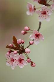 Spring Blossoms I Need A Cherry Tree That Can Stand Cold Winters And Which Have Edible Cherries Blumen Fotografie Fotografie Blumen Liebe Blumen
