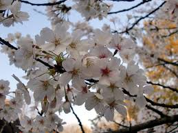 春ランマン 今日 あたしは独りでお花見に行きました カメラを持って行って のんびりと写真を撮りに行く 毎年 桜の咲き方が違いますねぇ これが ホントの満開です 花見はいい １人でもできる やっぱり お花見日本旅行で行きたいです あなたは今春 桜のお花見