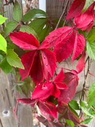 Image result for Parthenocissus quinquefolia