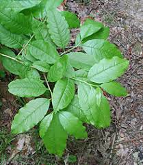 Sourwood tree has a slow growth rate. Oxydendrum Wikipedia