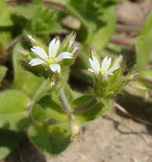 Image result for Cerastium afromontanum