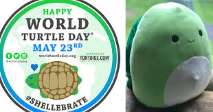 Celebrate World Turtle Day 5 23 With Henry From Squishmallows The Jersey Momma