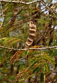 Image result for Acacia schweinfurthii