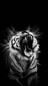Black And White Tiger Image On High Definition Wallpaper On Flowerswallpaper Info If You Like It Iphone Tiger Images Wild Animal Wallpaper Tiger Photography