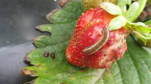 Strawberry Insect Pest Update | Purdue University Vegetable Crops Hotline
