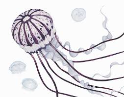 How does a jellyfish sting? Purple Striped Jellyfish Emily Hess Design