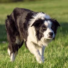 Check spelling or type a new query. Australian Shepherds Vs Border Collies Similarities And Differences