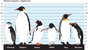 Penguins British Antarctic Survey