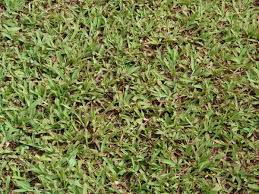 Image result for Paspalum conjugatum
