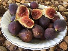 Résultat de recherche d'images pour "colonel littman's fig"