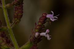 Image result for Aeollanthus buchnerianus