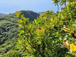 てっちゃんの自然観察記: 小笠原の植物 ワダンノキDendrocacalia crepidifolia