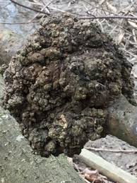Image result for Rhizobium radiobacter, syn. Agrobacterium tumefaciens