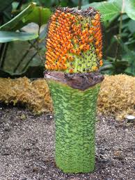 Corpse flowers grow fruit when they're pollinated. The Return Of The Titan The Plant Press