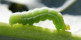 Protecting your yard and home can they strive to offer the best possible solutions for removal and management of pest infestations. Cornell Cooperative Extension Garden Pest And Disease Management Webinar