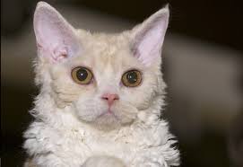 Find cats & kittens for sale, for rehoming and for adoption from reputable breeders or connect for free with eager buyers uk at freeads.co.uk, the cat & kitten classifieds. Selkirk Rex Kittens For Sale Cats For Adoption Sweetie Kitty 2021