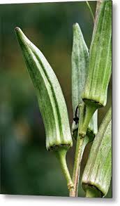 Image result for Abelmoschus esculentus