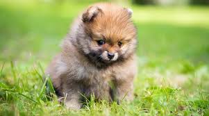 Pomsky puppies are designer breed dog that is created by mixing a siberian husky with a pomeranian. Teacup Pomeranian Breed Information Puppy Costs More