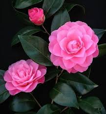 Betty Ridley Camellia Japonica Pretty Flowers Beautiful Flowers Flowers Nature